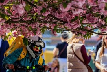 Сакура Фест 2026 в Ужгороде