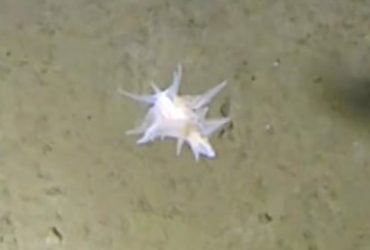 На глибині понад 9 тисяч метрів вчені виявили морську істоту, яку неможливо ідентифікувати