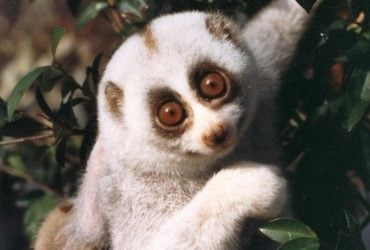 У Бангладеш врятували одного з найрідкісніших приматів у світі: що про нього відомо