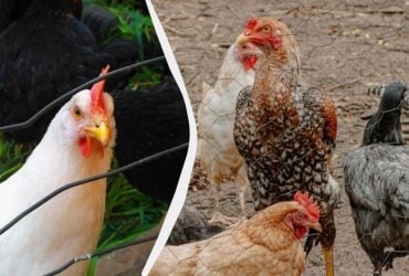 Украинка на собственном опыте рассказала, как уничтожить вшей и пероедов у кур (видео)