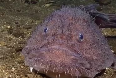 Одна из самых жутких рыб океана эволюционировала неожиданным образом, – ученые