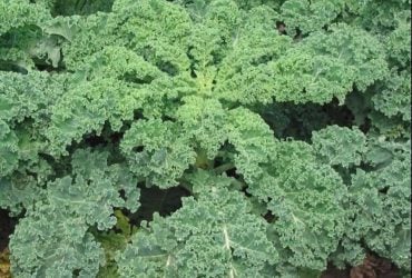 Этот овощ спасал японцев от голода во время войны: теперь его считают суперпродуктом