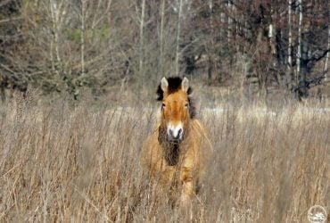 Коні Пржевальського та вовки: як природа повертається до Чорнобиля навіть в умовах радіації
