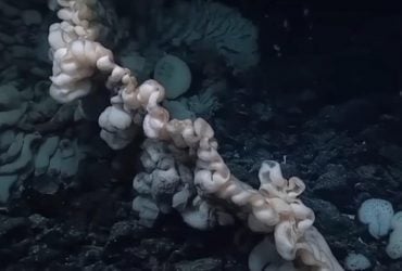 Выглядит как куча белья: ученые нашли рекордного морского обитателя на глубине более 2 км