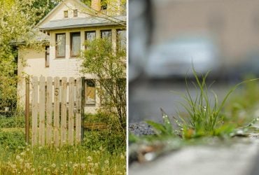 Чем полить сорняки вдоль забора: пропадают на следующий день