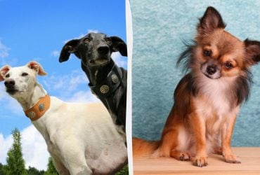 Названы породы собак, которые живут до 20 лет: список долгожителей