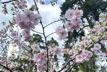 У київському парку "Кіото" вже цвітуть сакури