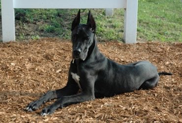 Попри великі розміри, ця порода собак входить до рейтингу найспокійніших: про кого йдеться