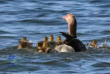 В нацпарке в Одесской области появилось потомство у птиц, способных прожить четверть века