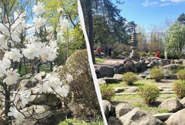 В Києві почали цвісти сакури: в парку "Кіото" також радують відвідувачів і магнолії (фото)