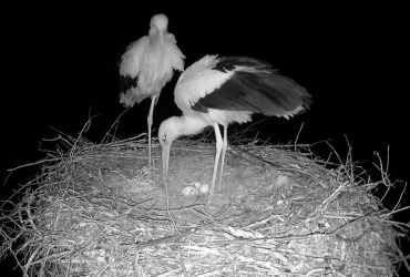 Очікують на пташенят: у відомих лелек Одарки та Грицика вже з’явилося четверте яйце