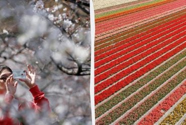 Квітковий туризм став одним із головних трендів 2026 року: 5 найкращих місць у світі для подорожей