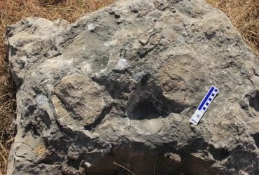 Вчені виявили мегагніздо динозаврів, у якому знайшли 256 яєць (фото)