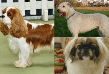 5 порід собак, які найкраще ладнають із котами