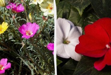 Ці квіти будуть цвісти все літо: що посадити навесні