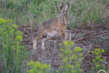 Промчала невловима тінь: біля Чорнобиля помітили дуже швидку тварину (фото)