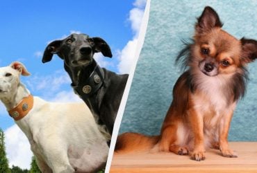 Названо породи собак, які живуть до 20 років: список довгожителів