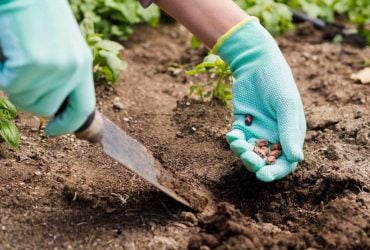 Квітень і травень на городі: 12 культур, які пора садити