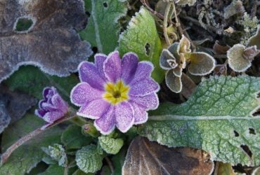 Вночі температура в Україні впаде до "мінусів": які області підморозить (карта)