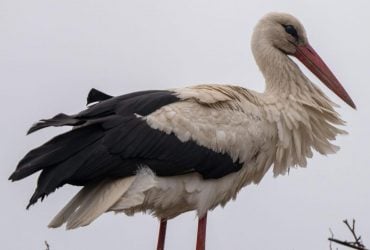 Символ безпечного повернення додому: польська лелека обрала жити в Україні (фото)