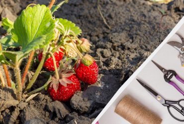Люди постоянно допускают эти ошибки при уходе за клубникой: как не навредить урожаю