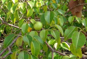 З нього тече отрута, а плоди можуть вбити: що це за жахливе дерево (відео)