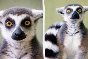 Порятунок лемура Котика: КиївЗоо показав чергову жертву домашнього утримання