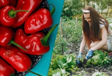 Врожаю буде на все літо: які рослини-компаньйони підвищать родючість перцю