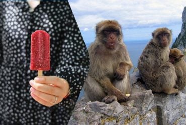 Мавпи знайшли спосіб їсти шкідливі людські ласощі без розладу шлунку