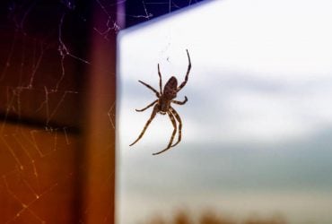 У 2012 році двох павуків відправили у космос: те, що сталося далі, здивувало науковців