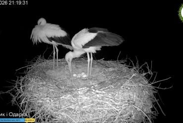 У зіркових лелек Одарки та Грицика з’явилося п’яте яйце: коли очікувати пташенят