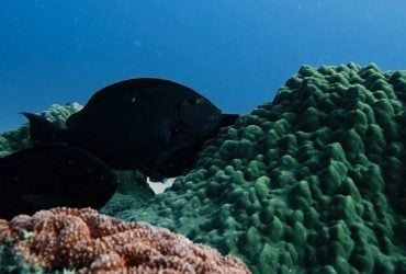 Дайвер помітив щось дуже дивне під час дослідження Великого Бар'єрного рифу (відео)