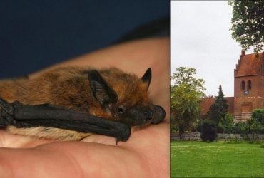 Как сделать ночные города безопасными для летучих мышей: первый эксперимент прошел в Дании