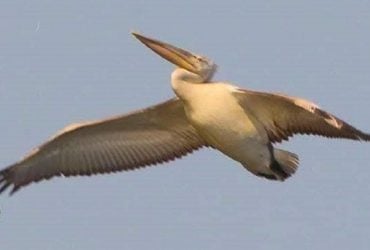 До Одещини завітав рідкісний птах-гігант з румунським датчиком