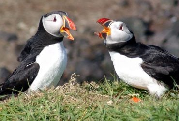 У Великій Британії зафіксували аномальну кількість рідкісних птахів із червоними дзьобами