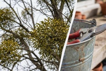 Просто обрезать ее нельзя: как спасти садовые деревья от омелы