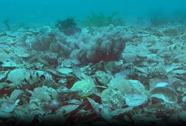 Действительно ли самки осьминогов отбиваются от самцов камнями: ответ ученых