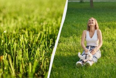 Газон буде як на футбольному полі: як правильно його висівати без котка та прополювання