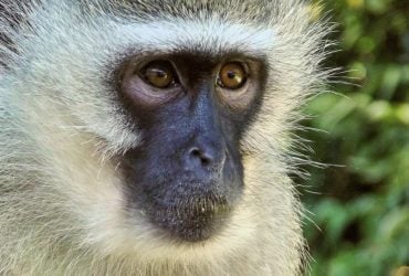 Обезьяна напала на американского моряка, направлявшегося на разминирование Ормузского пролива