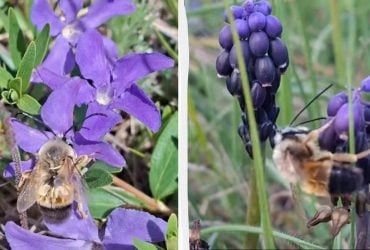 Живут без королевы: в чем уникальность насекомых, заполонивших степь в Одесской области (видео)