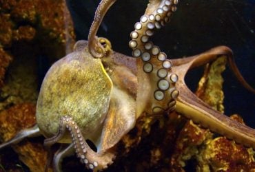 На Землі існували кракеноподібні восьминоги-інтелектуали розміром із вантажівки, - вчені