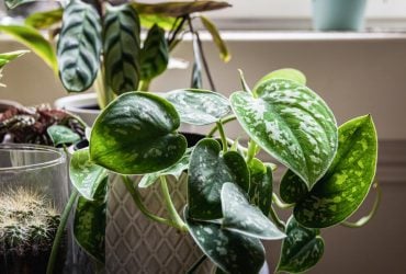 Сциндапсус буде процвітати роками: садівники розповіли, як його виростити