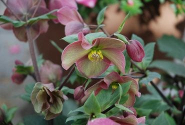 Що посадити від бурʼянів: 12 квітів, з якими ви забудете про сапу