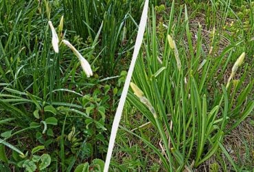 Перші квіти у Долині нарцисів: на вихідні очікується масове цвітіння