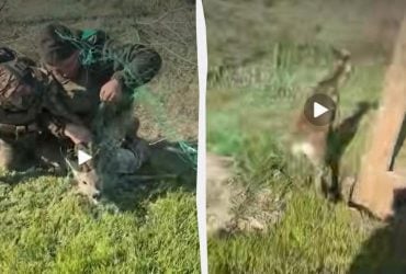 Прикордонники врятували косулю, що заплуталась в антидроновій сітці (відео)