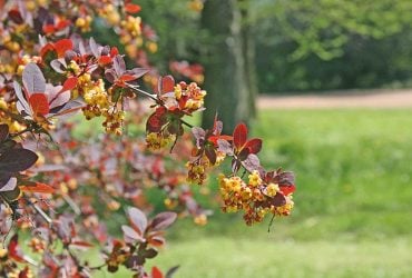 Красивый, но опасный: этот кустарник называют магнитом для клещей