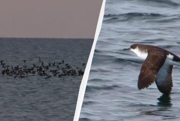 В Одесской области ученый зафиксировал небывалое количество буревестников (фото)