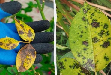 Лучшая профилактика от черной пятнистости роз: что делать, чтобы предотвратить заболевание