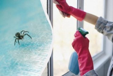 Ці три запахи для павуків нестерпні: як назавжди прогнати комах