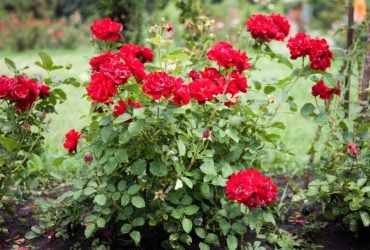 Вони гниють та борються за воду: які пари рослин не рекомендують садити поруч